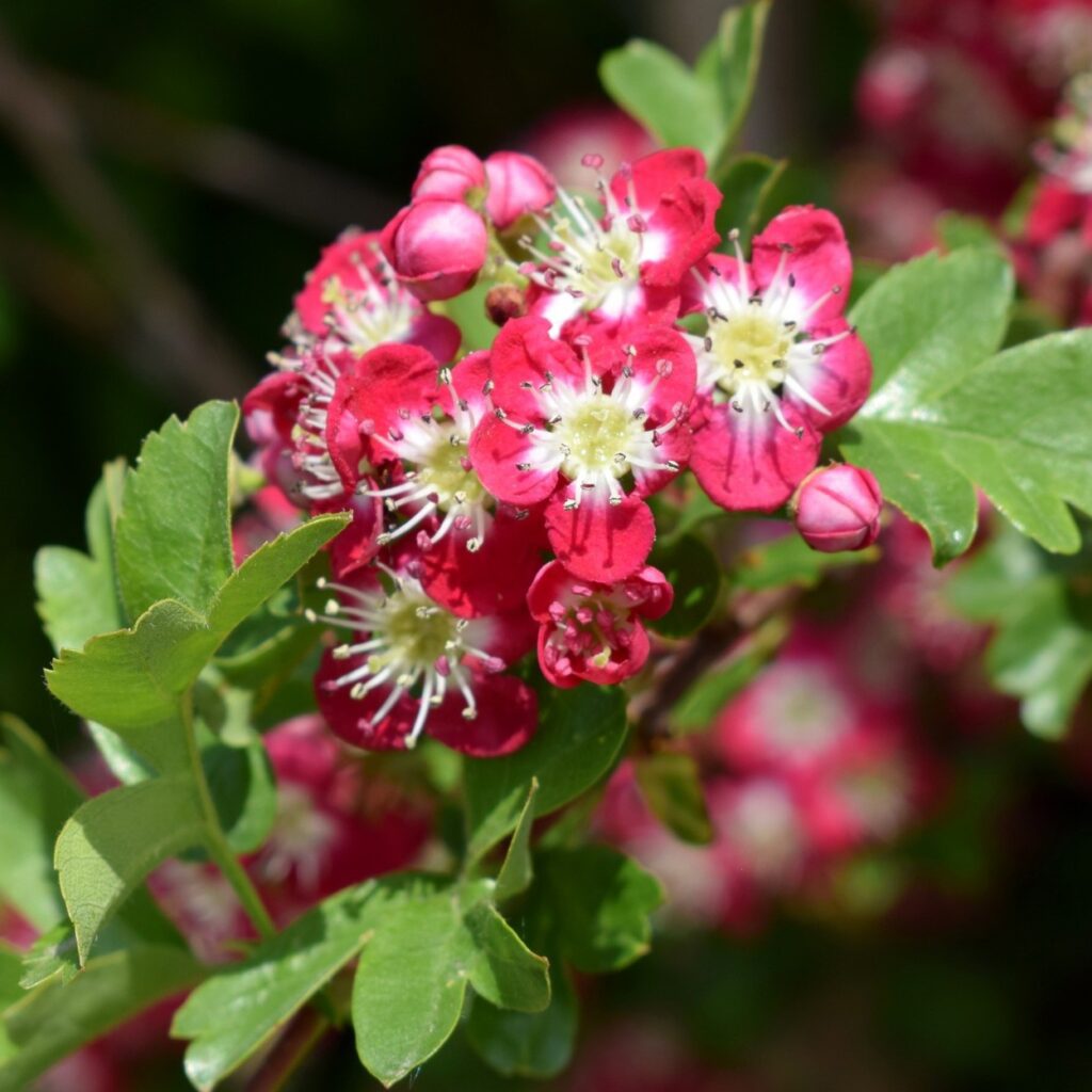 Crataegus x media ‘Crimson Cloud’ Crimson Thorn Tree 5038838003134 2